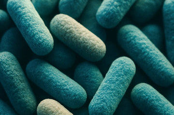 Meet Your Microbiome: The Tiny World Inside You