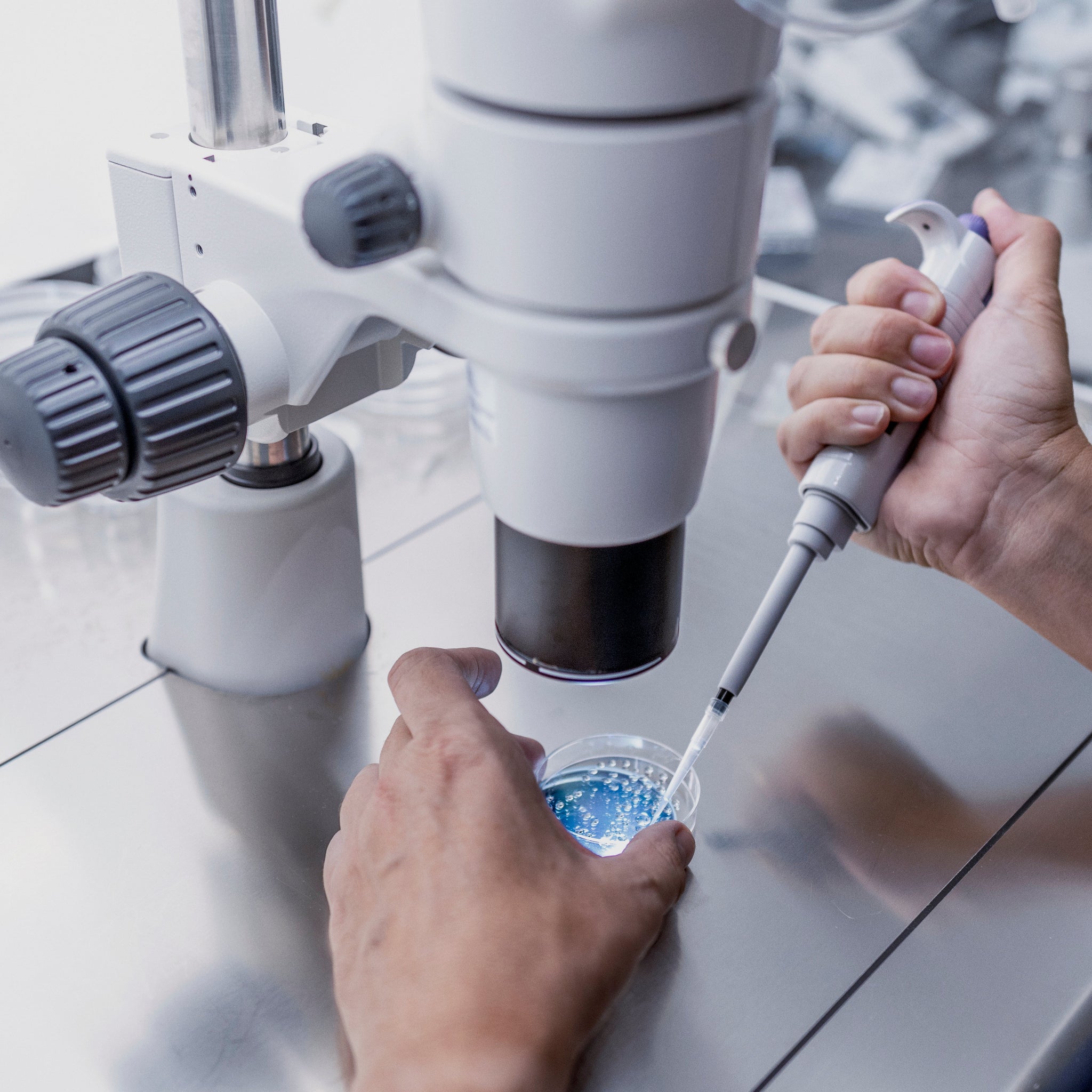A person using a pipette to transfer liquid into a petri dish under a microscope