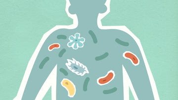 human silhouette with stylized bacteria inside the torso to represent the gut microbiome.